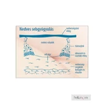 Kép 5/5 - Lansinoh bimbóvédő krém HPA Lanolin 40 ml